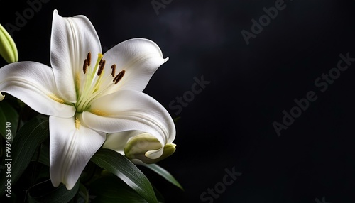 branch of white lilies flowers, mourning or funeral background, condolence card with copy space for text