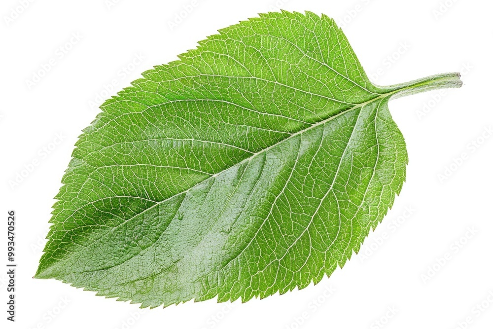 Fototapeta premium A close-up shot of a single leaf on a clean white background