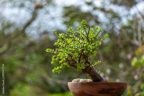 speck boom bonsai in clay pot