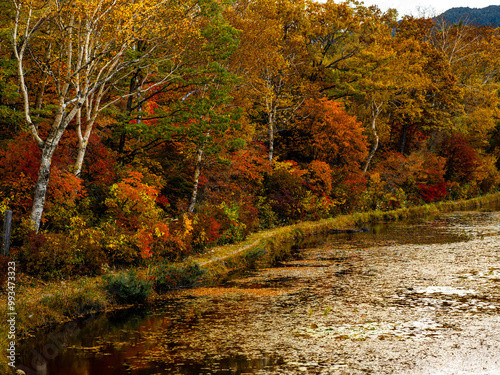 色とりどりカラフルに紅葉した蓮池のほとりの早朝のしっとりした風景。山の向こうから登り始めた朝陽が広がり始めた様子