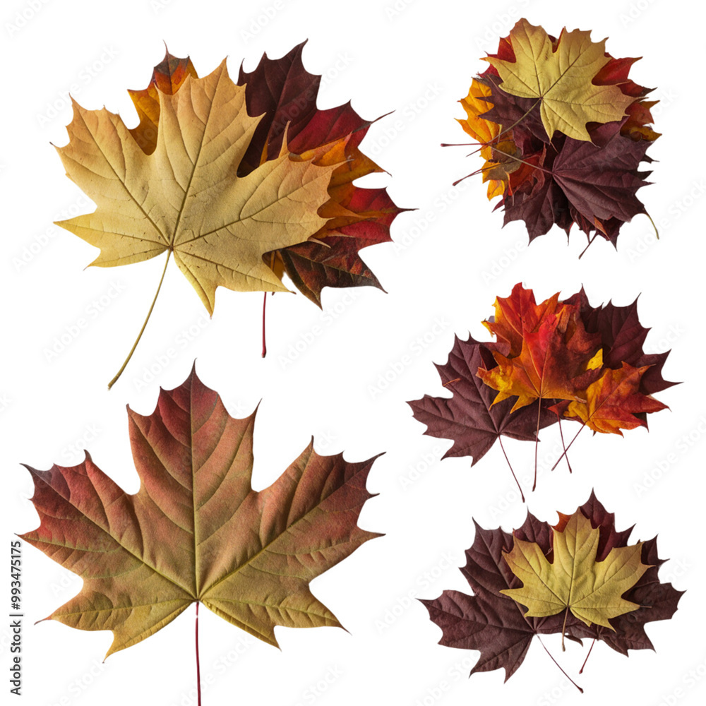 Fototapeta premium Vibrant Autumn Maple Leaves Collection on Transparent Background