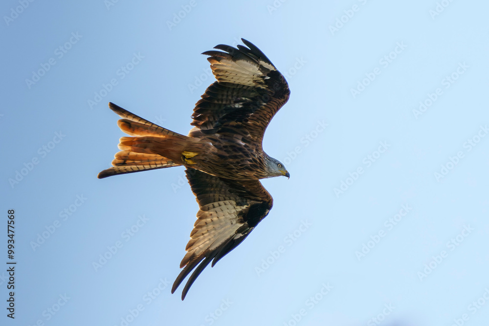 Obraz premium Milan royal en vol