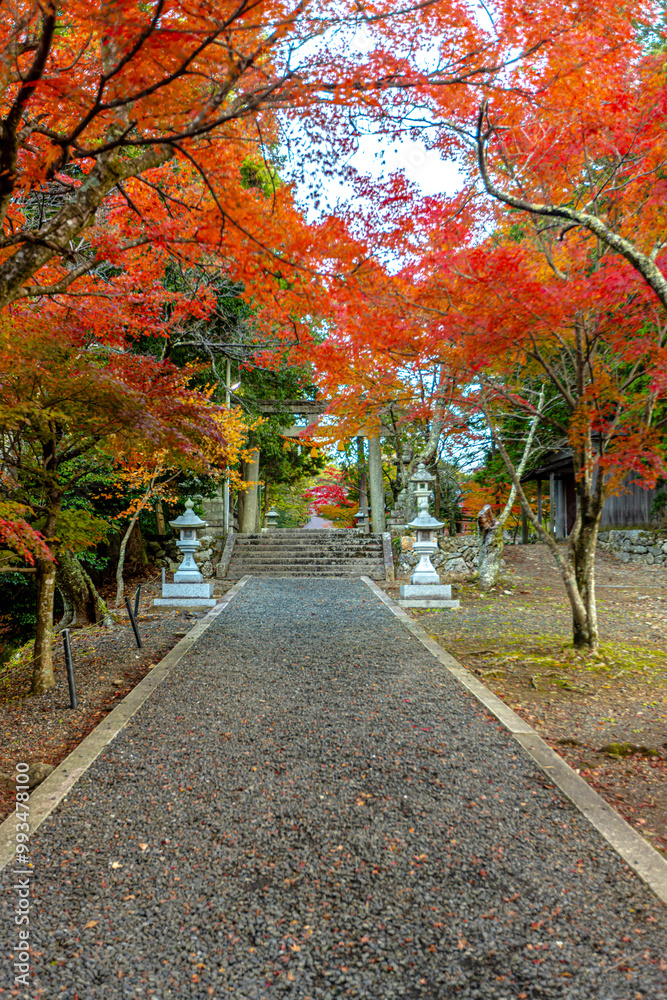 Naklejka premium 滋賀県 鶏足寺の紅葉 