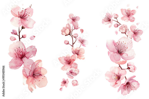 Beautiful pink cherry blossoms blooming in delicate watercolor style