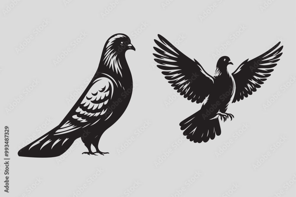 Fototapeta premium Pigeon vector illustration and bird art