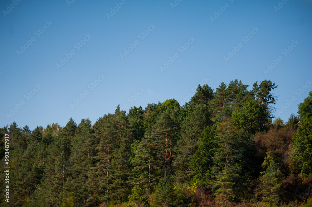 the sky above the trees in the forest the sky above the trees in the forest