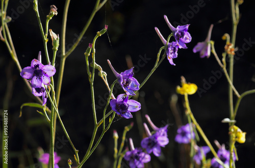  Delphinium siamense (Craib) Munz Family name RANUNCULACEAE photo