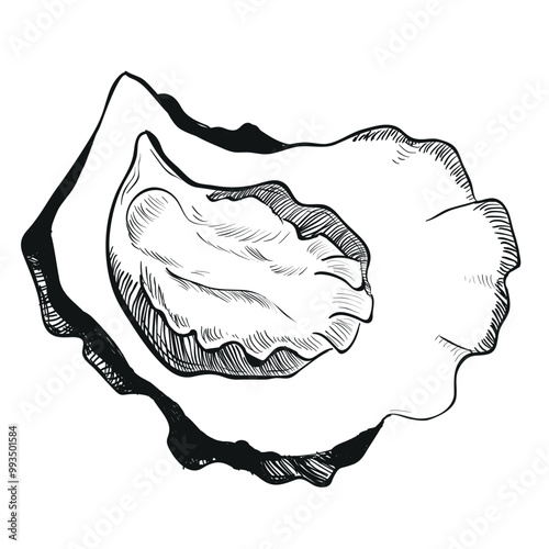 Vector sketch of oyster. Hand drawn open oyster shell. Seafood isolated on white background, linear sketch. Engraving effect, linear ink drawing. Clipart for logo, menu.