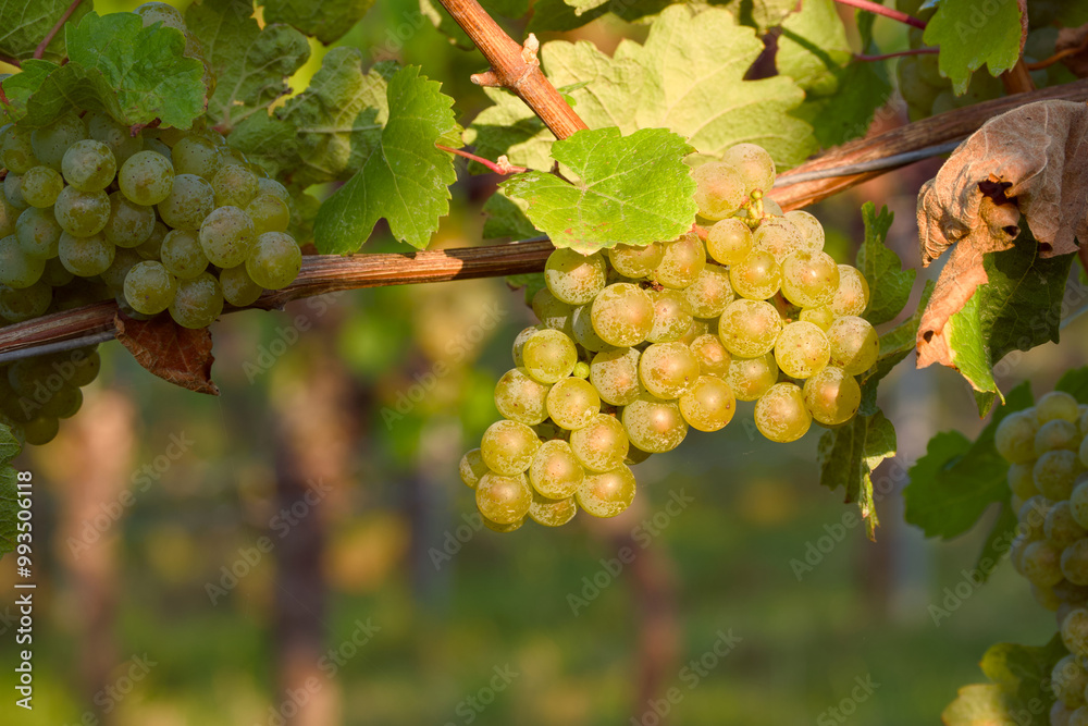 ripe bunch of grapes in a vineyard close-up ripe bunch of grapes in a vineyard close-up