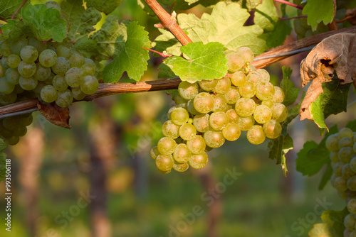 ripe bunch of grapes in a vineyard close-up