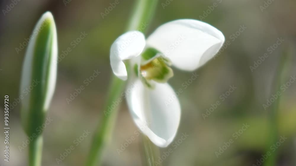 Snowdrops, flower, spring. White snowdrops bloom in garden, early spring, signaling end of winter.