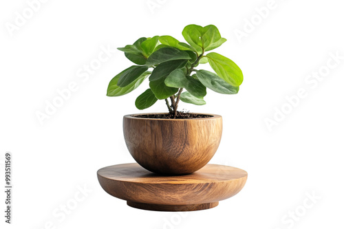 a small potted plant in a wooden bowl. The bowl is round and has a smooth surface. It is placed on a round wooden base that is also made of wood.  photo