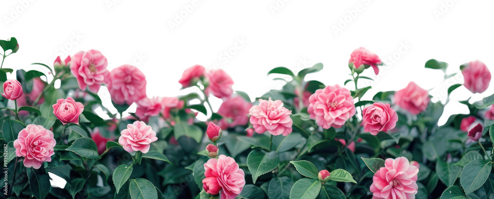 PNG Vibrant pink roses against white