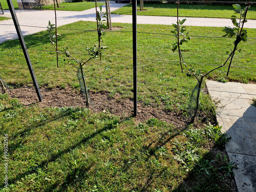 apple trees grown in flat vertical palmettes. branching at sharp angles. a strip of flowerbed with a curb of paving granite blocks. undergrowth under the berries of wild strawberries photo