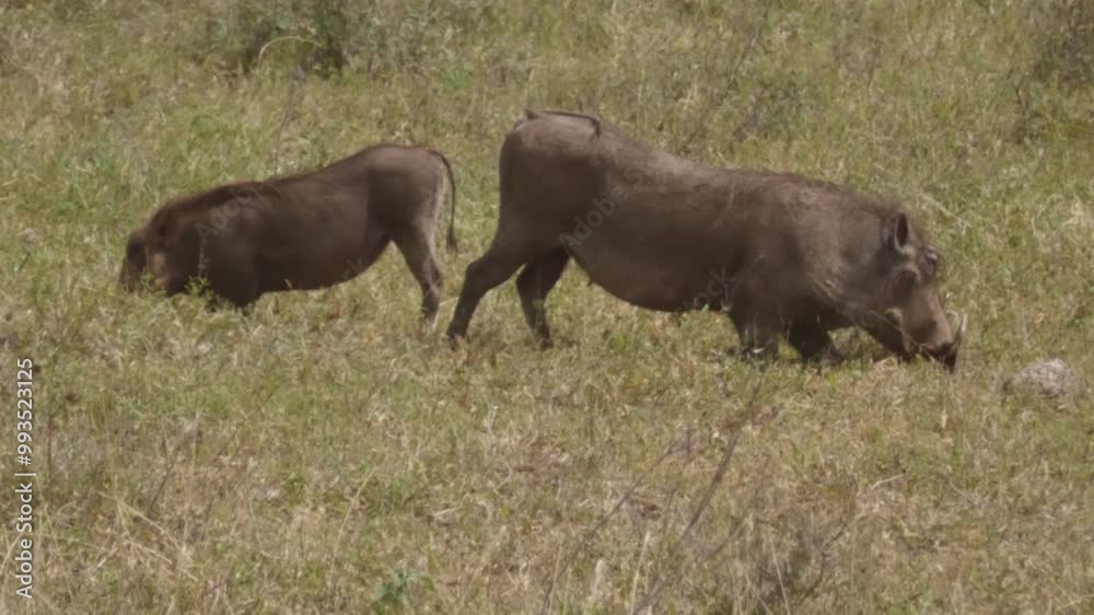 Warthog grazing in the national park. Warthog grazing in the national park.