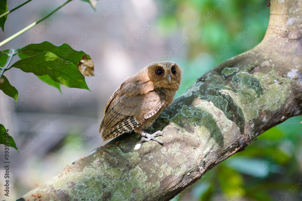 celepuk or Javan Scops Owl (Otus angelinae) during the day perched on the branch in the forest celepuk or Javan Scops Owl (Otus angelinae) during the day perched on the branch in the forest