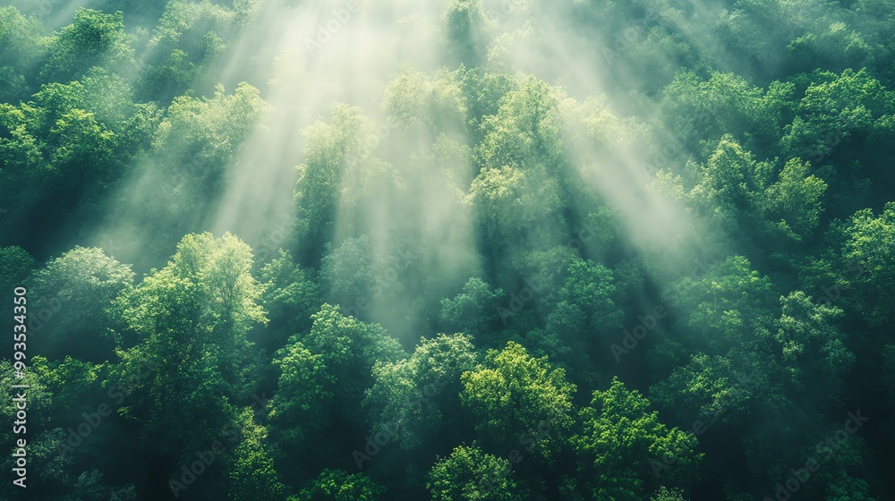 Sunlight beams illuminating a lush green forest from above. Sunlight beams illuminating a lush green forest from above.