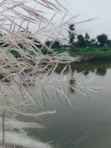 
a close up of a plant