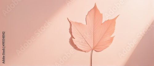 Delicate Leaf on a Peach Background photo