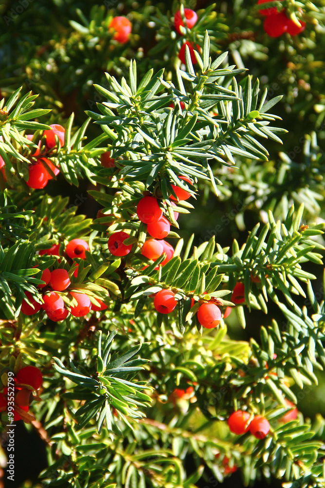 Yew tree, or Taxus baccata with red berries Yew tree, or Taxus baccata with red berries