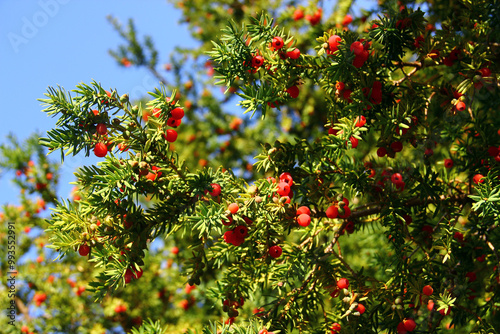 Yew tree, or Taxus baccata with red berries