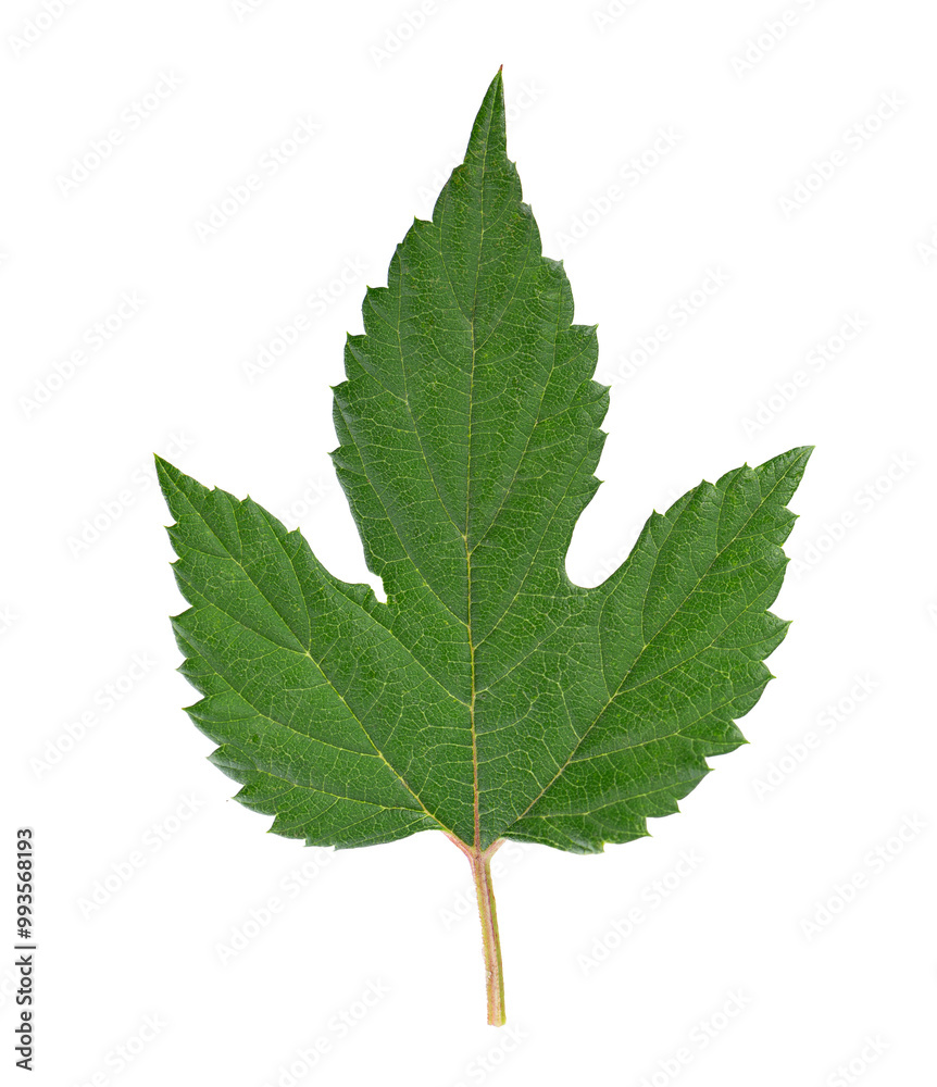 Fresh green hop leaf isolated on a white background. Clipping path. Fresh green hop leaf isolated on a white background. Clipping path.