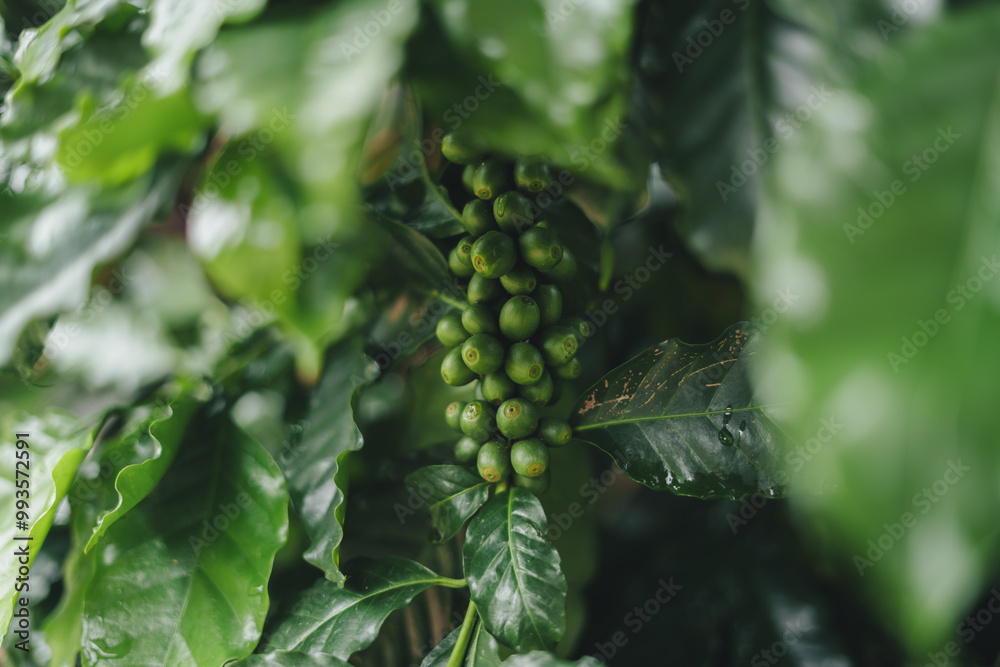Green coffee at the coffee tree on a rainy day,Green Coffee Beans growing on tree Green coffee at the coffee tree on a rainy day,Green Coffee Beans growing on tree