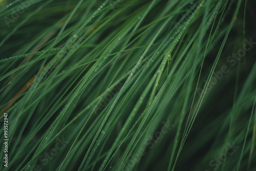 Dark grass background in rainy season
