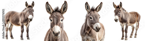 Four adorable donkey faces showcasing unique expressions transparent background photo