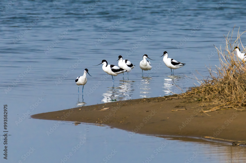 The Beidaihe wetland in Qinhuangdao city, Hebei province, China, welcomes the migratory anti-billed Snipe The Beidaihe wetland in Qinhuangdao city, Hebei province, China, welcomes the migratory anti-billed Snipe