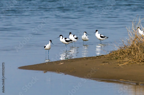 The Beidaihe wetland in Qinhuangdao city, Hebei province, China, welcomes the migratory anti-billed Snipe photo