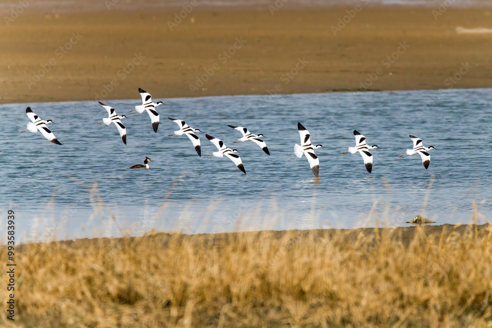The Beidaihe wetland in Qinhuangdao city, Hebei province, China, welcomes the migratory anti-billed Snipe The Beidaihe wetland in Qinhuangdao city, Hebei province, China, welcomes the migratory anti-billed Snipe