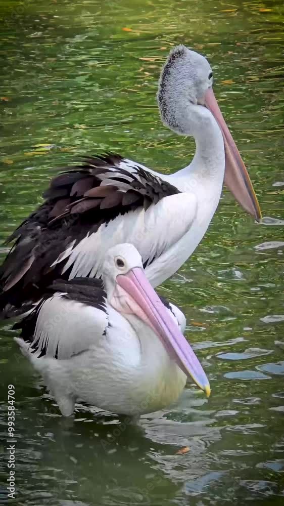 wonderful bird Pelicans, this bird with the latin name Pelecanus conspicillatuas has a pouched beak, and that is its characteristic, among other birds, pelicans have the longest beaks wonderful bird Pelicans, this bird with the latin name Pelecanus conspicillatuas has a pouched beak, and that is its characteristic, among other birds, pelicans have the longest beaks