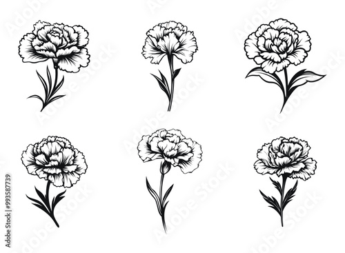 Flowers vector illustration. Six black and white carnation designs in detailed style.