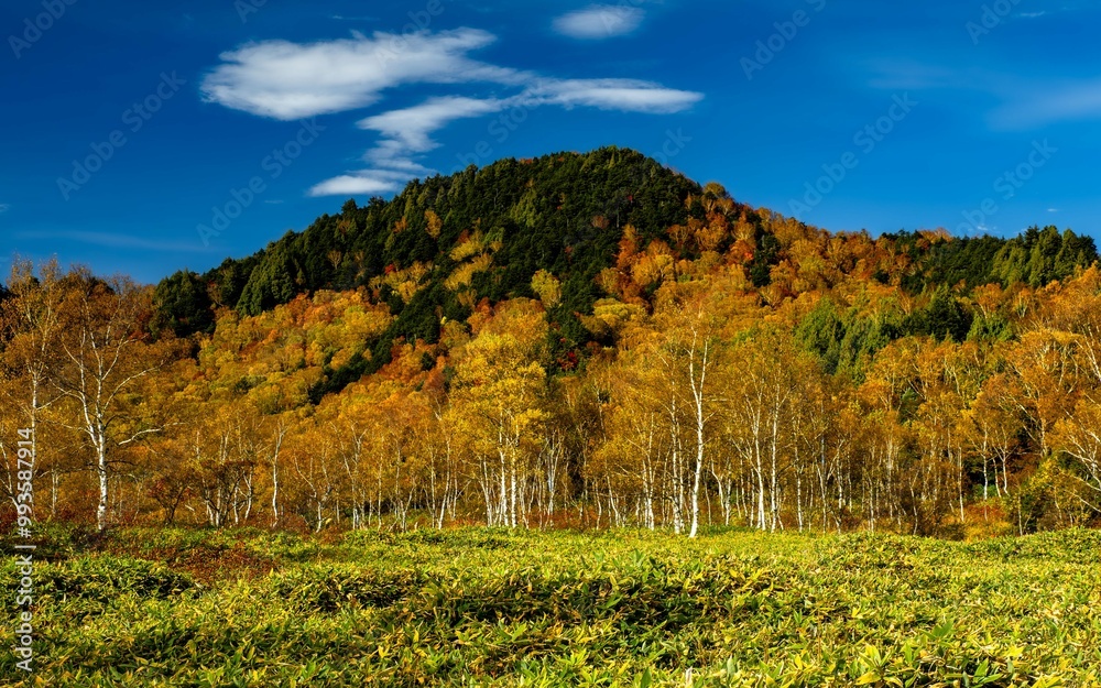 Naklejka premium 志賀高原、田ノ原湿原の遊歩道からの美しい紅葉の風景