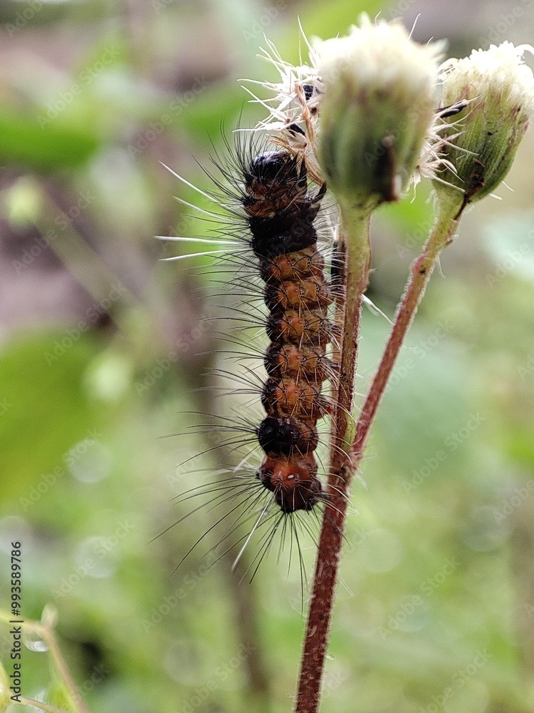 caterpillar on a branch