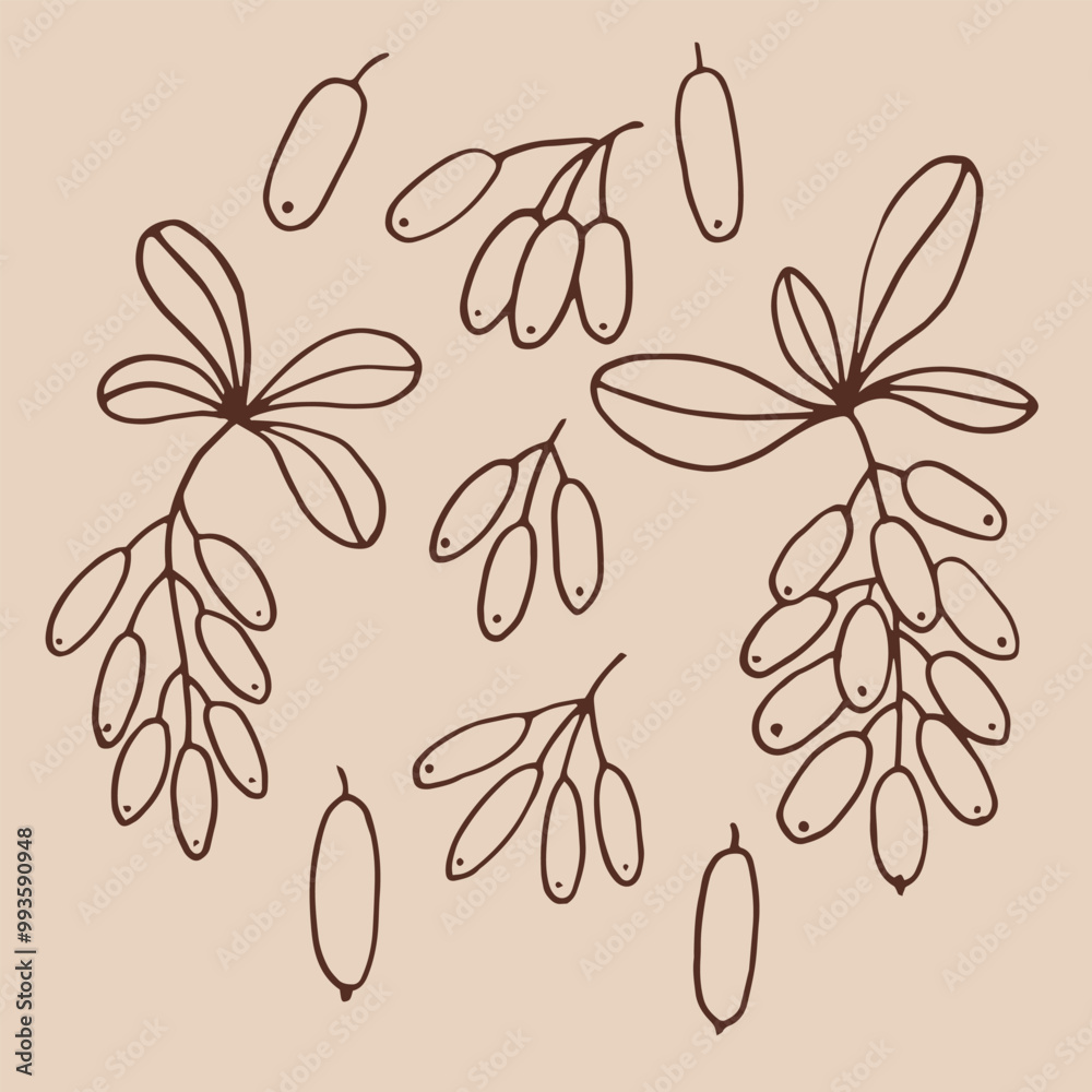 Fotografie Set leaves and barberry berries