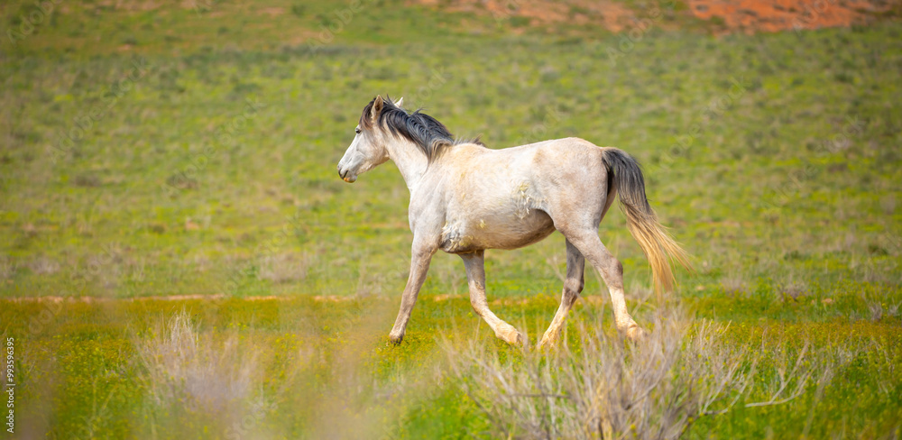 A herd of horses graze in the meadow in summer, eat grass, walk and frolic. Pregnant horses and foals, livestock breeding concept. A herd of horses graze in the meadow in summer, eat grass, walk and frolic. Pregnant horses and foals, livestock breeding concept.