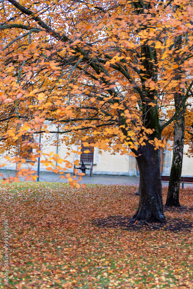 Detail shot of a tree in the middle of a forest in the city of Pamplona, with the brown and orange leaves typical of autumn. Detail shot of a tree in the middle of a forest in the city of Pamplona, with the brown and orange leaves typical of autumn.