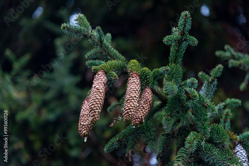 Close-up detail of small fir cones hanging from a fir tree with very green branches in the middle of nature. Abies pinsapo.  photo