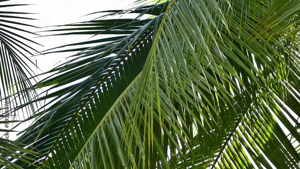 4k leaves of coconut trees move slowly in the wind against the backdrop of a bright sky. 4k leaves of coconut trees move slowly in the wind against the backdrop of a bright sky.