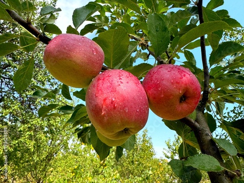 Apples tree with ripe red fruits in orchard  photo