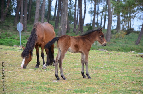 Brown foal standing beside its mother grazing in a grassy field with a forest backdrop
 photo