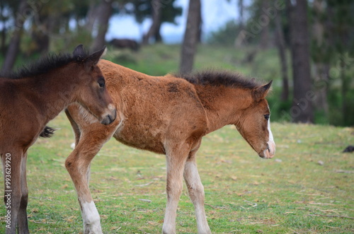 Canvas Print Two foals walking side by side in a green meadow with trees in the background