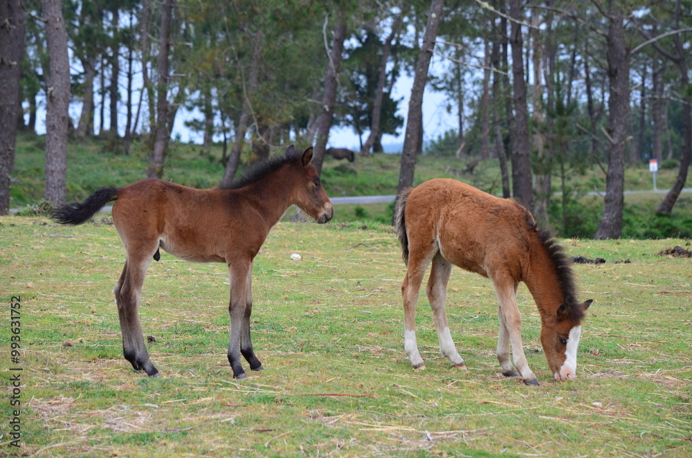 Fototapeta premium Two foals in a grassy meadow, one grazing while the other stands nearby, with trees in the background 