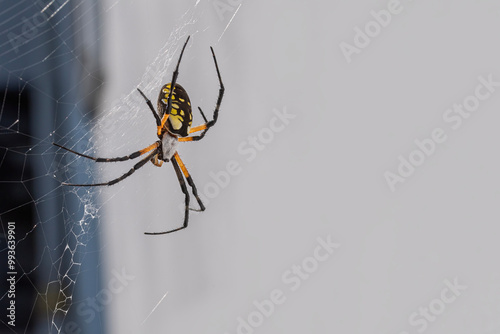 Yellow and black garden spider climbs down it's web photo