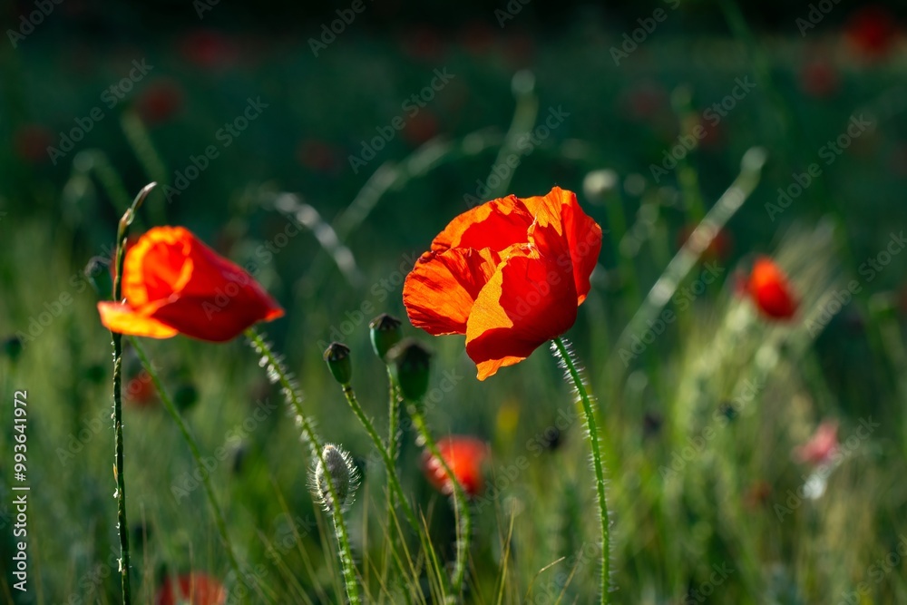 Obraz premium red poppies in the field