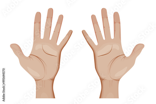 Human Hands Vector Illustration. Open Palms.