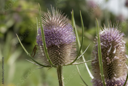 german scorpionfly panorpa germanica resting on the flower head of a teasel photo