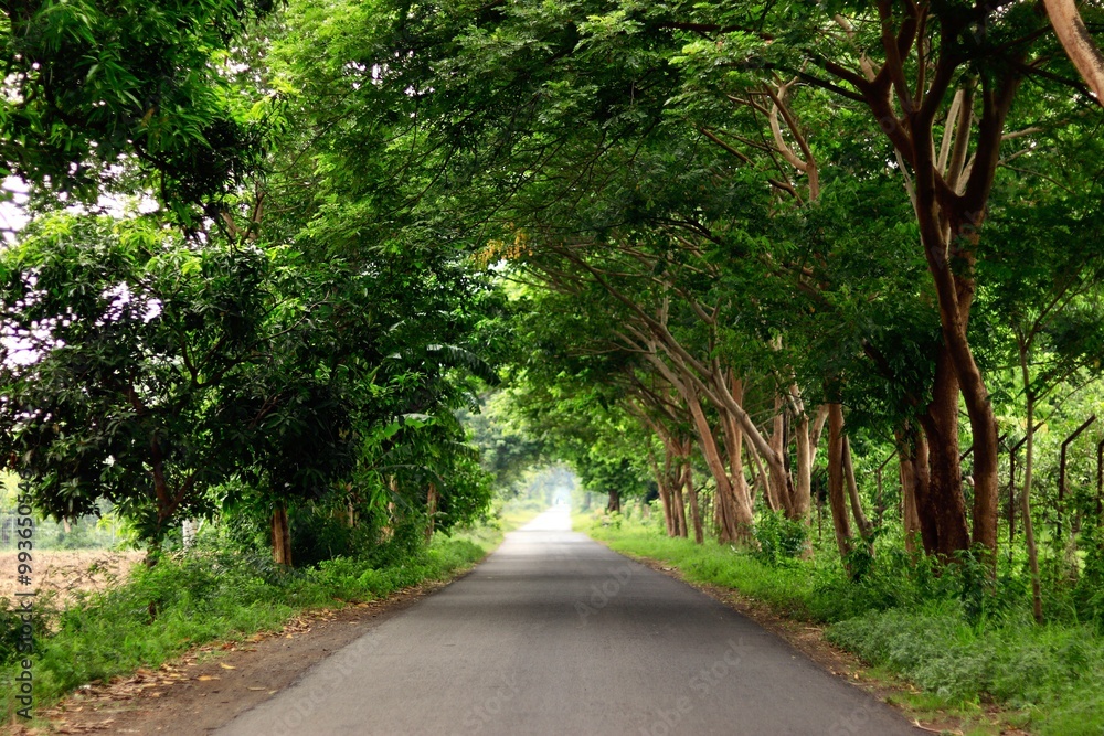 Obraz premium road in the park